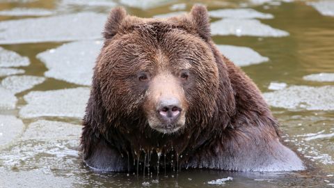 Swedish brown bear, similar to the one killed in Switzerland, in Guestrow, eastern Germany,  February 01, 2013.