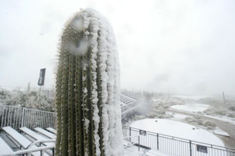 Snow covers this cactus during the first round of the World Golf Championships at the Golf Club at Dove Mountain in Marana, Arizona, on February 20.