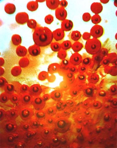 An optical microscope image of a self-healing polymer, with microcapsules containing a red healing agent embedded in the material.