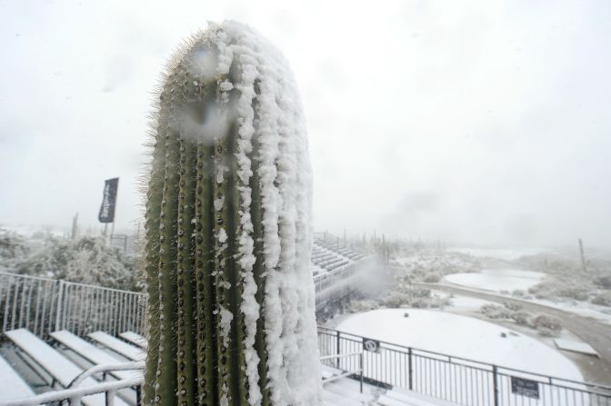 This cactus must feel confused after being covered in snow. Used to living in extreme heat in the desert, this cactus is left with more than a smattering of the white stuff.