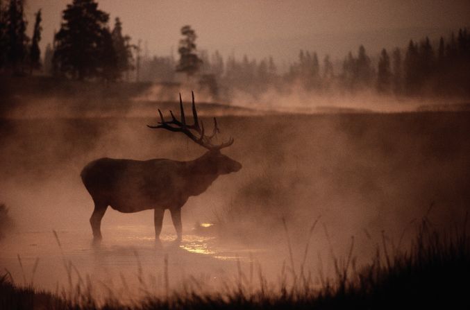 Symbolically rising from primordial mist, a bull elk stands in the early morning smoke of the Yellowstone National Park fires.