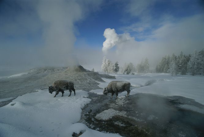 An enduring symbol of the American West, the mighty bison roams freely through another national icon -- Yellowstone National Park's Lion Geyser.