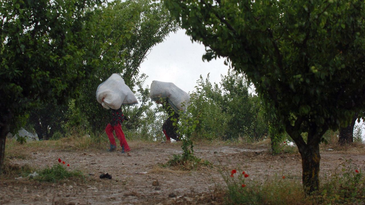 Displaced Syrian refugees walk through an orchard adjacent to Syria's northern border with Turkey on June 14, 2011, near Khirbet al-Jouz.