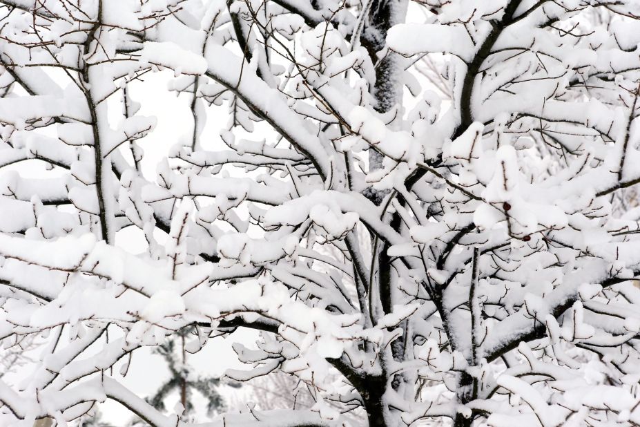 Tree branches are covered in snow on February 26 in Kansas City, Missouri.