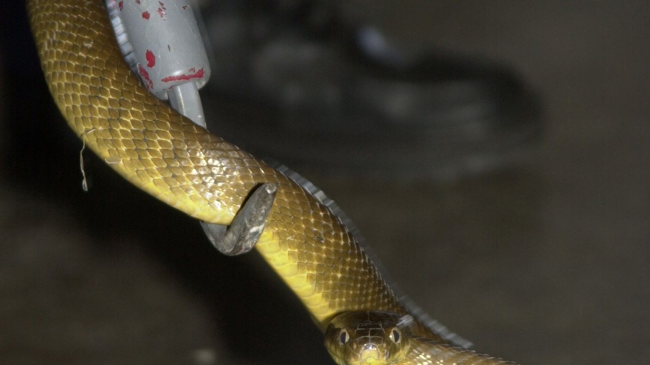 The brown tree snake, like this one on Andersen Air Force Base, has wiped out bird species on Guam.