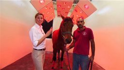 winning post qatar luxury horse stud_00013615.jpg