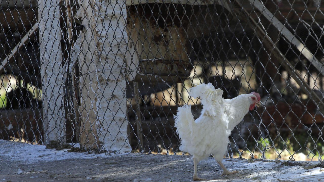 Bird flu has been discovered in 18 farms in the central Mexican state of Guanajuato, Mexico's Agriculture Ministry said. 