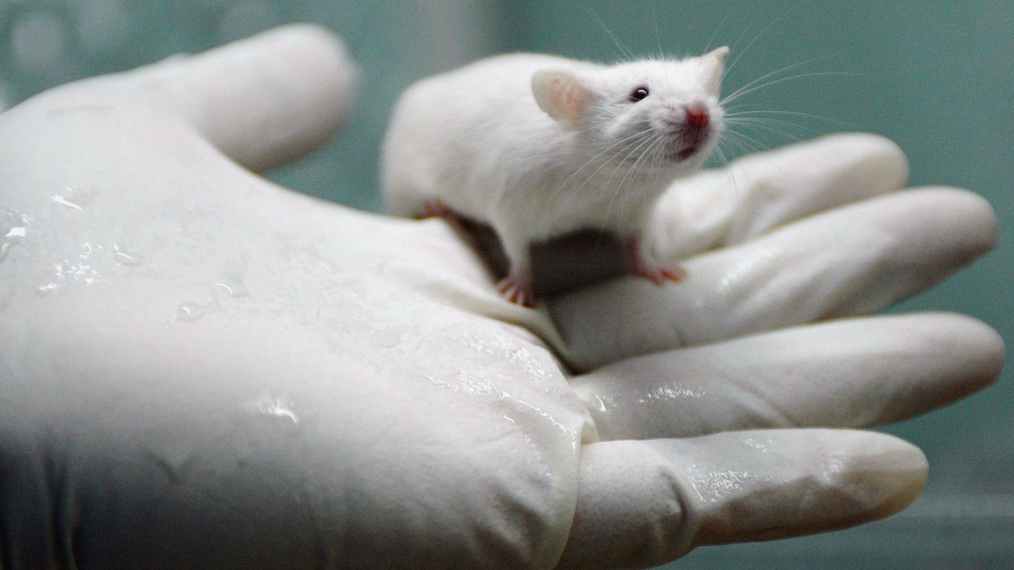 Rats in the U.S. and Brazil linked by electrodes to their brains helped solve problems together, researchers say.