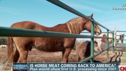 tsr dnt Johns horse meat coming to america_00011905.jpg