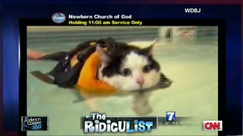 Funny fat cat on sale videos