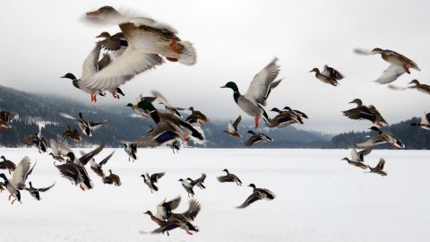 Ducks fly over the frozen Titisee Lake in Titisee-Neustadt, Germany, on February 27.