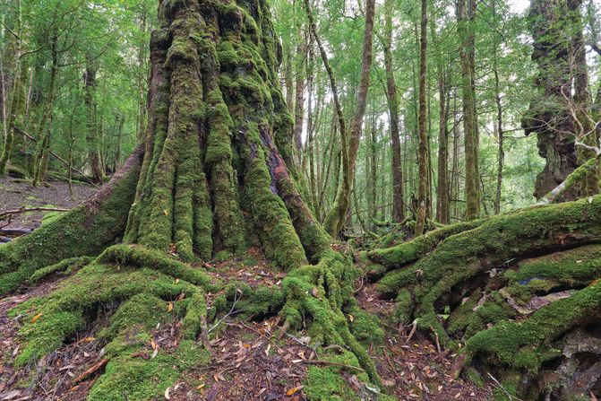 Tarkine Rainforest: A wonderland of wild rivers, secret waterfalls, giant tree ferns, rare birds and the near-extinct Tasmanian devil.