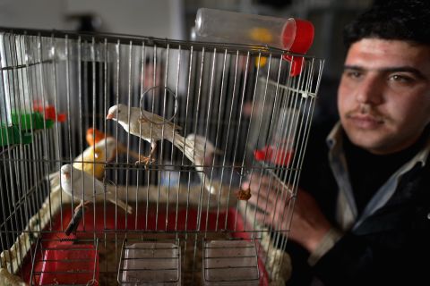 A man shows off his pet birds as new Syrian refugees arrive at the Zaatari refugee camp in January 2013.