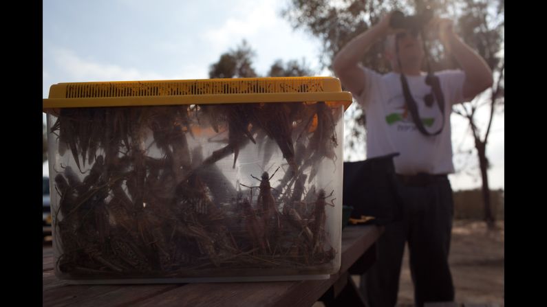 An Israeli man looks through his binoculars as he collects locusts in Kmehin on Wednesday.