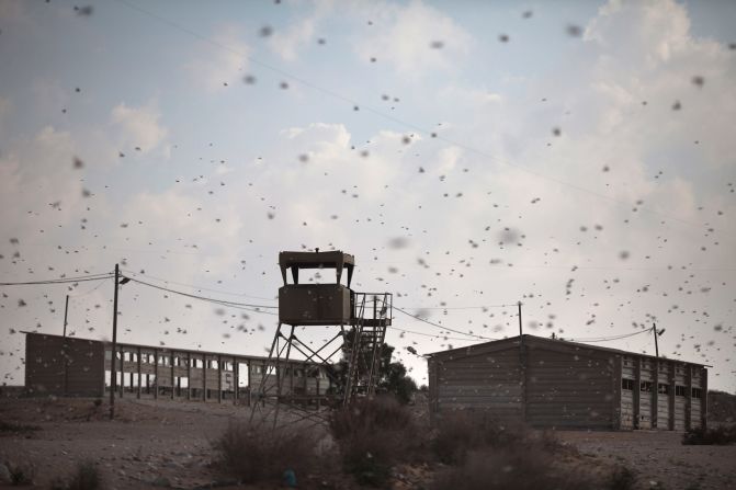 A swarm of locusts moves over an Israeli army firing range in Kmehin on Wednesday.