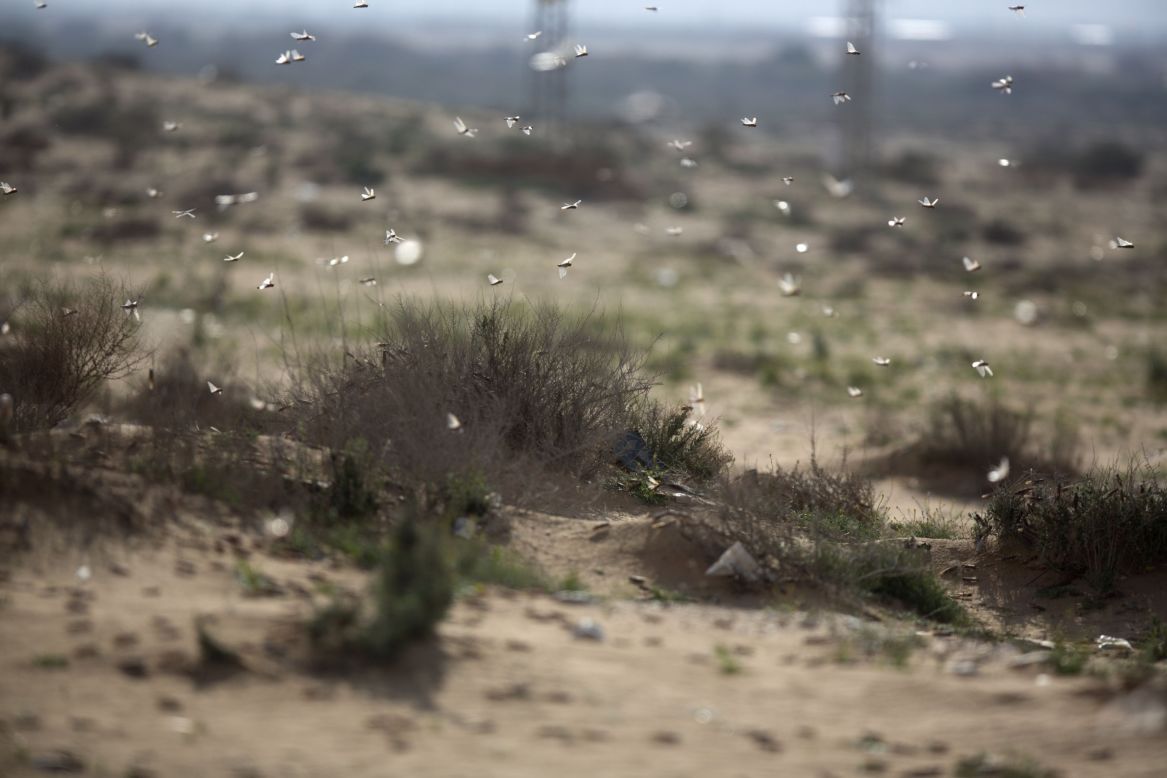 A swarm flies close to the ground in Kmehin on Wednesday.