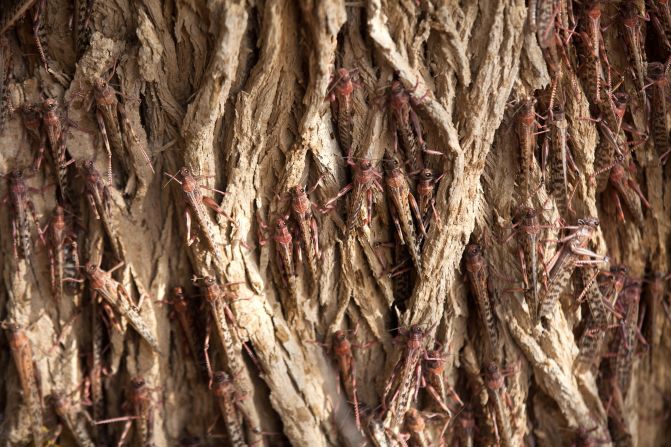 Locusts that recently arrived from Egypt cling to a tree in Kmehin, Israel, on Wednesday, March 6. Tens of millions of locusts have overtaken Egyptian desert land in the past few days and are heading to Israel and Jordan, according the <a href="http://www.fao.org/ag/locusts/en/info/info/index.html" target="_blank" target="_blank">United Nations Food and Agriculture Organization</a>. The last time Israel experienced a major infestation was in 2004.