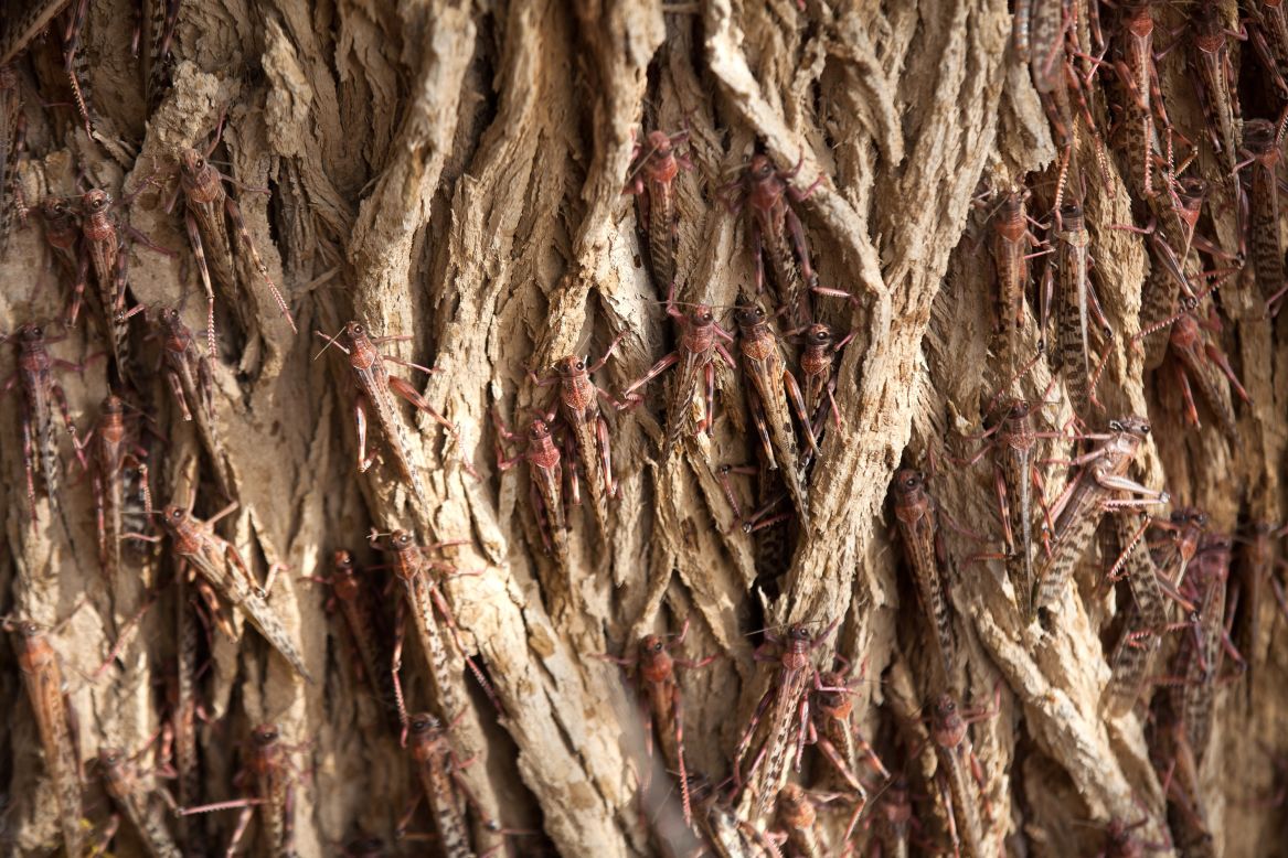 Locusts that recently arrived from Egypt cling to a tree in Kmehin, Israel, on Wednesday, March 6. Tens of millions of locusts have overtaken Egyptian desert land in the past few days and are heading to Israel and Jordan, according the <a href="http://www.fao.org/ag/locusts/en/info/info/index.html" target="_blank" target="_blank">United Nations Food and Agriculture Organization</a>. The last time Israel experienced a major infestation was in 2004.