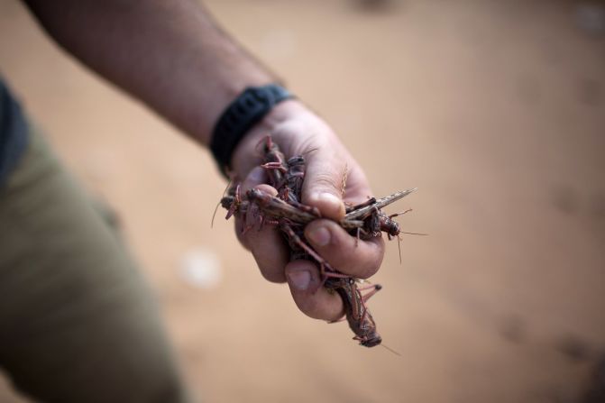 A man clutches a handful of locusts in Kmehin on Wednesday.