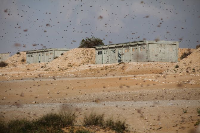 The insects move over an Israeli army firing range in Kmehin on Wednesday.