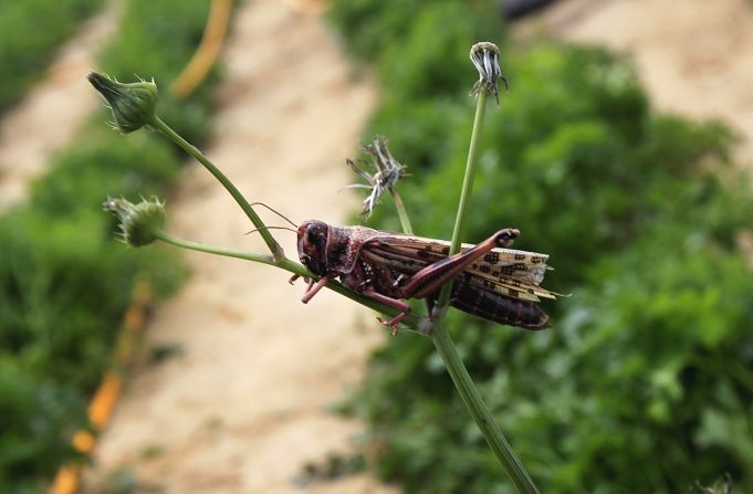 A locust sits on a plant at a farm in Khan Yunis on Tuesday.