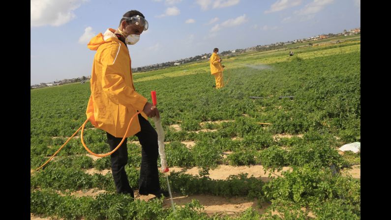 Palestinian farmers spray insecticides in a field in Khan Yunis, Gaza, on Tuesday, March 5.