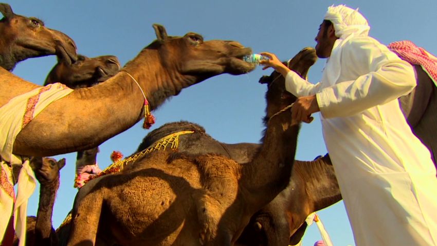 inside middle east muscat festival camels_00024214.jpg