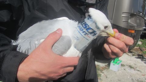 This herring gull was one of two birds found by a rescue group with beer cans shoved over their heads. 