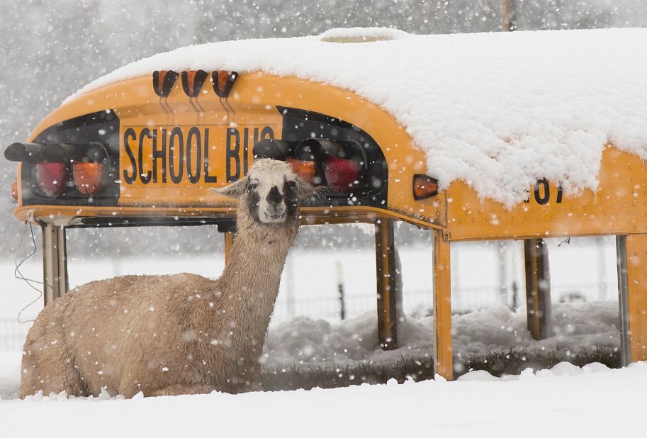 A llama sits atop an abandoned school bus at Cox Farms in Centreville, Virginia on March 6.