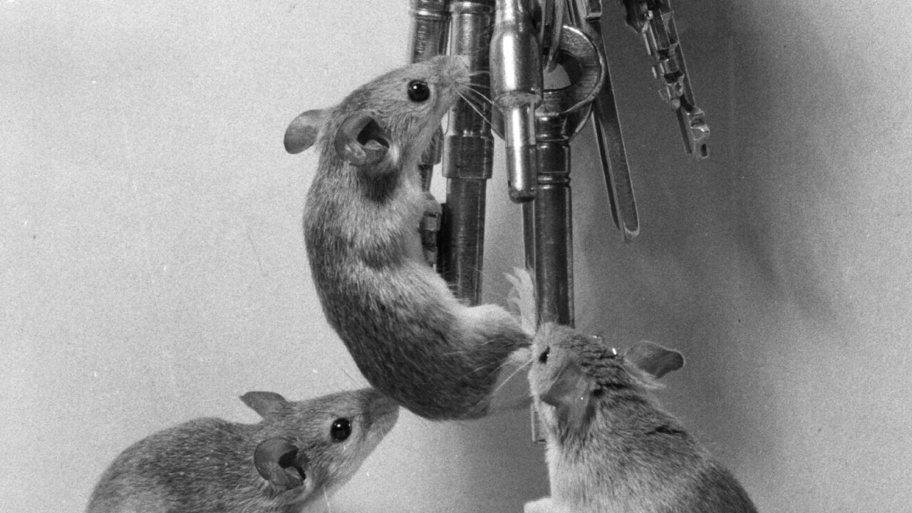 short mice