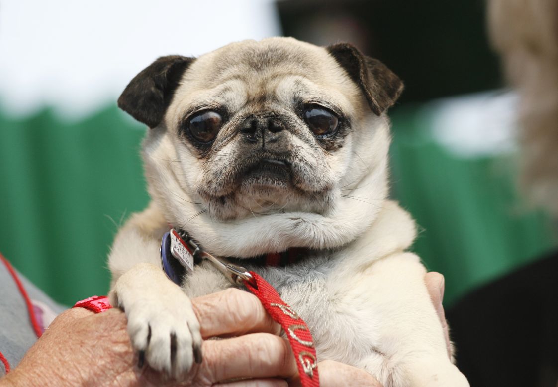 zOMG TINY ANIMALLLLZZZ! OK, just had to get that out of our systems. Now here's some science. <br />There are three kinds of dwarfism in dogs: Ateliotic dwarfism results in a miniature version of a larger dog; micromelic achondroplasia results in a dog with a normal-sized body and short legs; and brachycephalic achondroplasia results in a dog with shortened bones in either the snout and upper jaw or the lower jaw. <br />Asian dog breeds like the pug, the Shih Tzu and the Pekingese display all three kinds of dwarfism, so they are miniature and have short legs and squished-looking faces -- making them completely irresistible to their owners. <br />Click through the gallery to see other dwarf pets whose owners wouldn't have them any other way. 