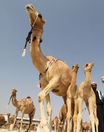 The event is intended to help preserve purebred camel lines of the region, including the light-skinned asayal, pictured here. 