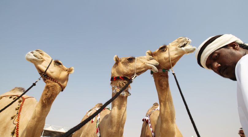 The Al-Dhafra Camel Festival in the western region of the United Arab Emirates is a celebration of the ancient bond between humans and the "ships of the desert."