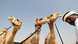 The Al-Dhafra Camel Festival in the western region of the United Arab Emirates is a celebration of the ancient bond between humans and the "ships of the desert."