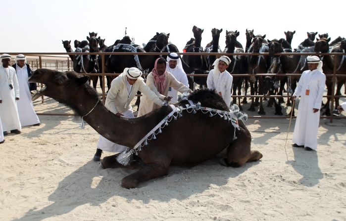 Men prepare a dark-brown majaheem camel for exhibition while its fellow competitors look on. The animals are rated according to criteria including firmness of ear, straightness of leg, the size of their toe cleft and neck length.