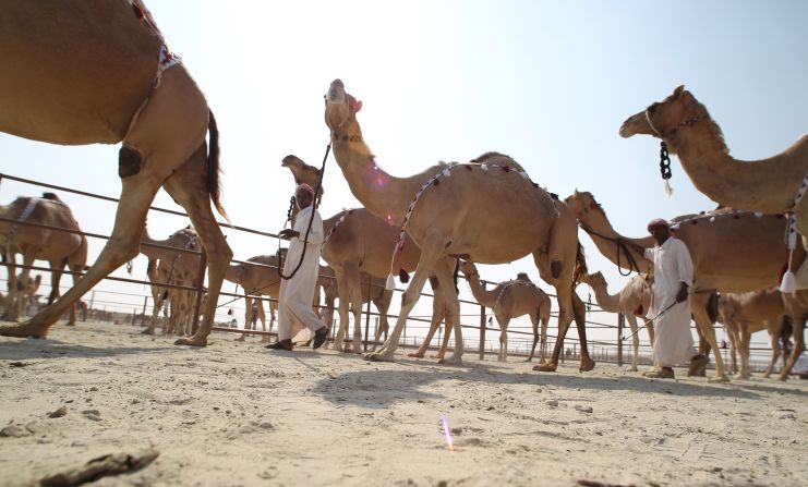 The festival is intended as a way of preserving aspects of Bedouin cultural heritage that face the threat of being lost as the Emirates continues to rapidly modernize.