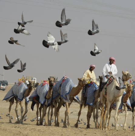 With considerable prestige is attached to owning a prize-winning camel, camel owners come from all over the region to attend. 