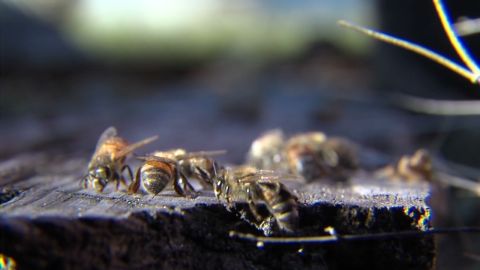 dnt park employee bees_00000122.jpg