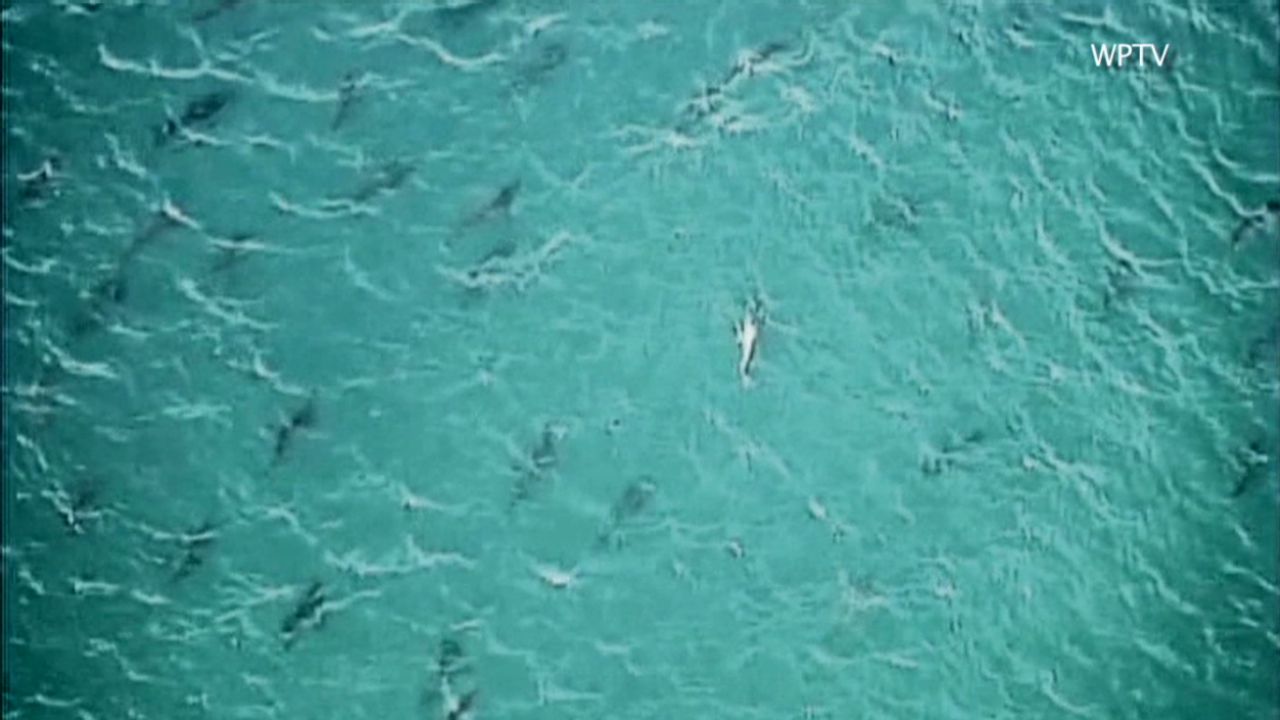 Thousands of sharks close Florida beaches | CNN