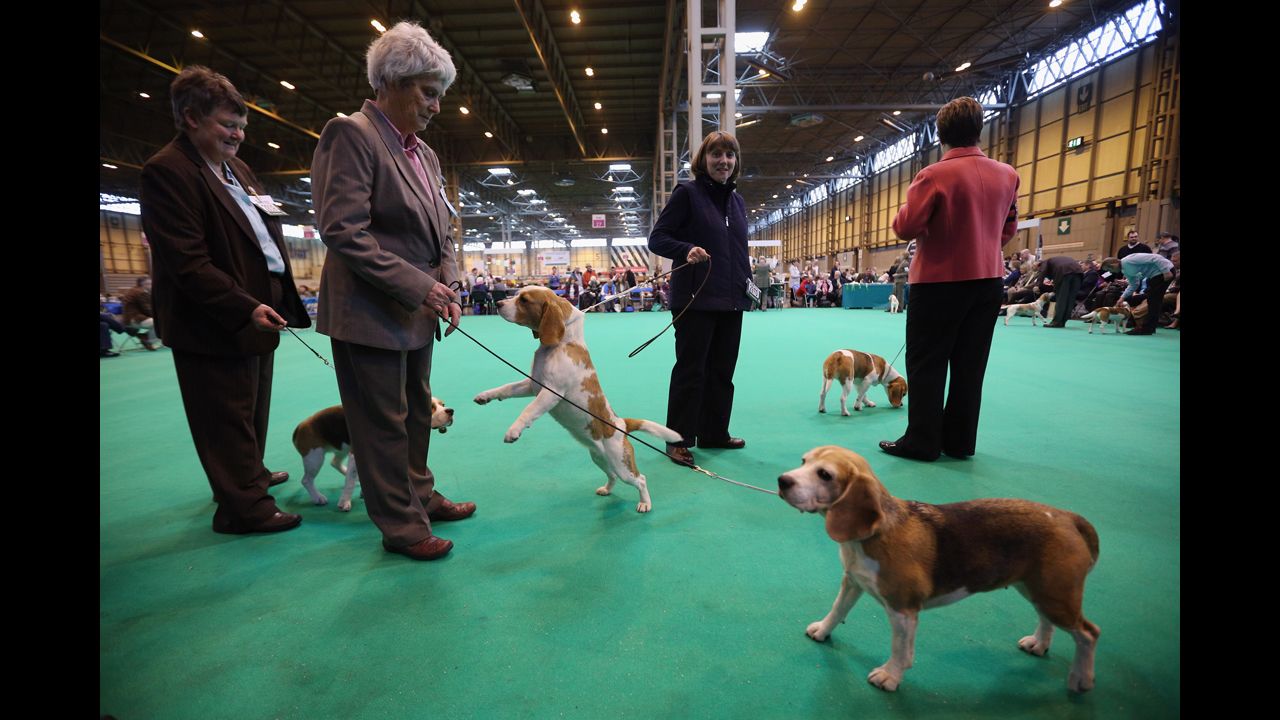 Photos Crufts dog show draws thousands CNN