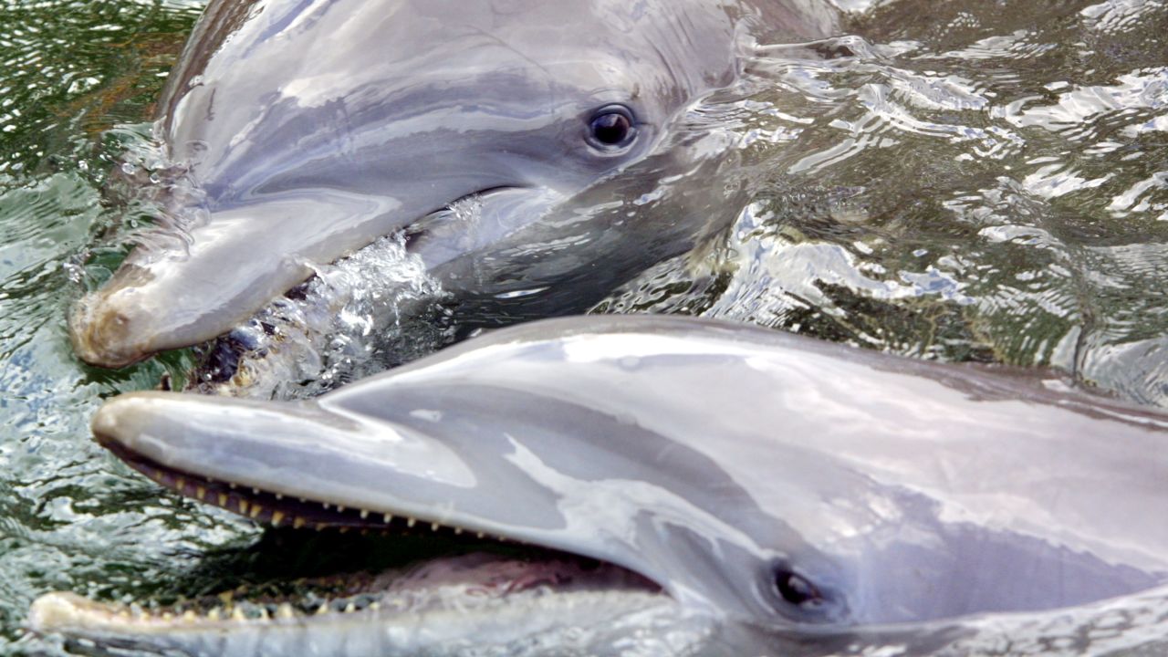 Bottlenose dolphins swim at a research center in Key Largo, Florida.