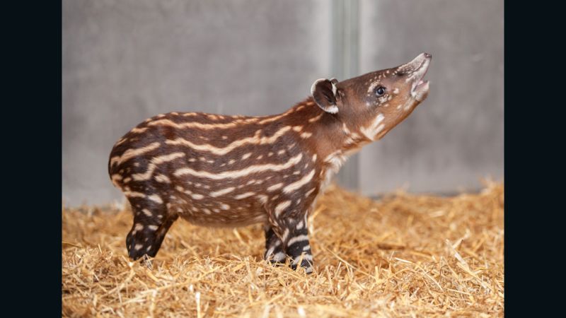 Apparently This Matters: Baby Baird's tapir | CNN Business