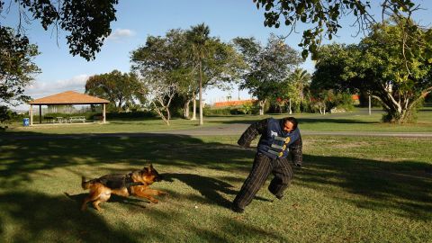 A police dog undergoes training exercises in October 2009. 