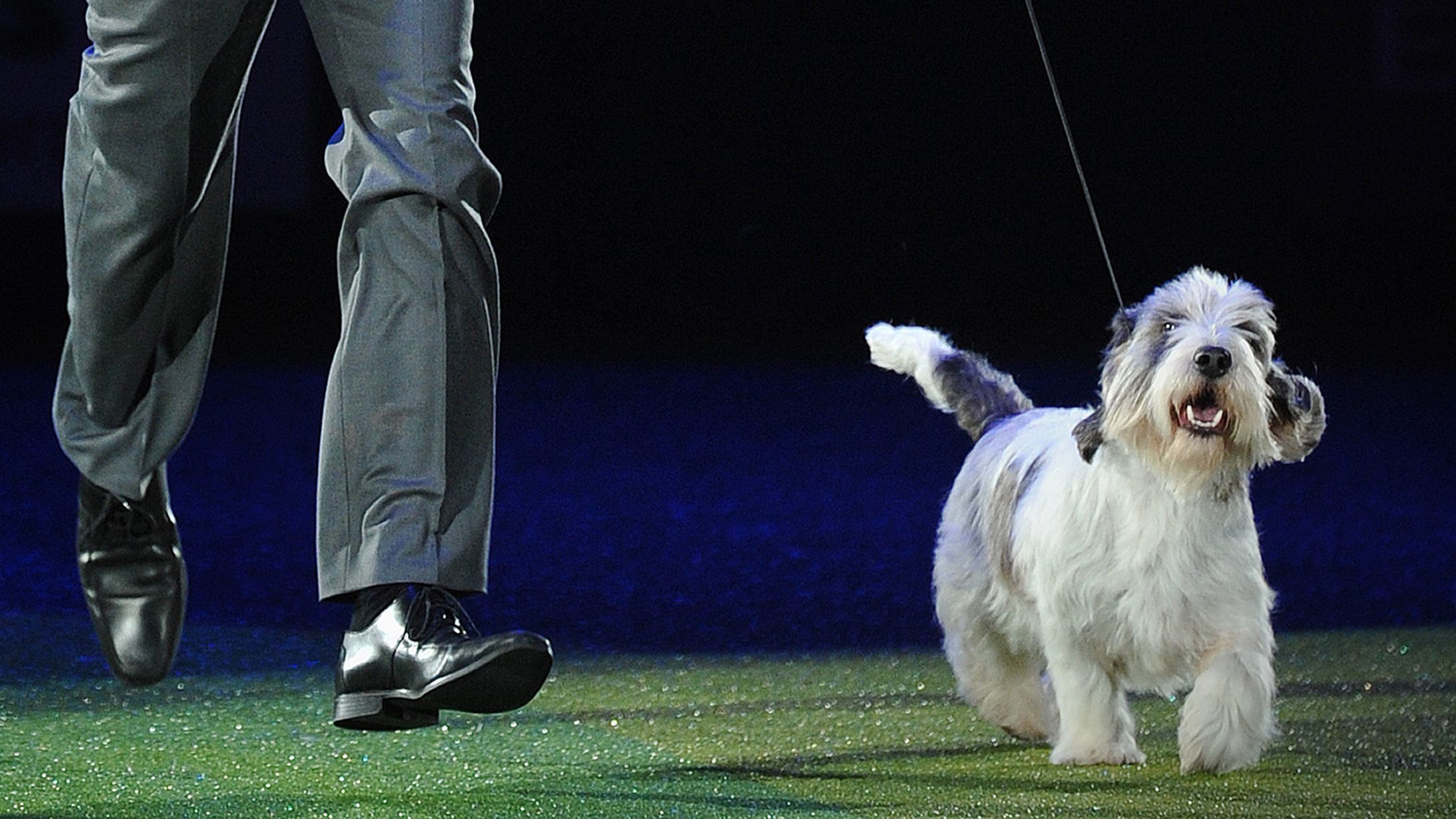 what day is terrier day at crufts 2019