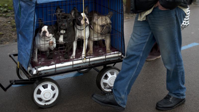 crufts dog crate