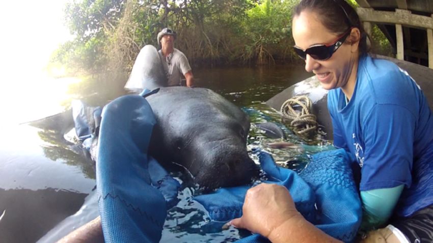 A red-tide event in southwest Florida has claimed 174 manatees so far this year. Although results are preliminary, this is the highest number of red-tide-related deaths in a single calendar year on record. With help from citizens in the area, the FWC and partners have rescued 12 manatees suffering from the effects of red tide so far this year.