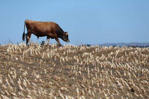 Cows search for edible grass in drought-stricken paddocks on March 12 in Waiuku, New Zealand. Drought was declared in several North Island areas last week,  including South Auckland, Northland, Bay of Plenty and Waikato.