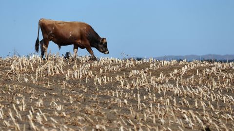 Cows search for edible grass in drought-stricken paddocks on March 12 in Waiuku, New Zealand. Drought was declared in several North Island areas last week, including South Auckland, Northland, Bay of Plenty and Waikato.