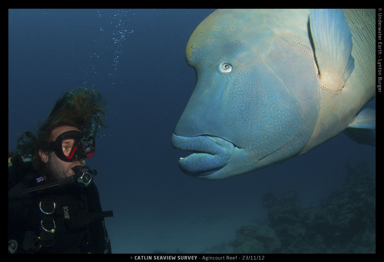 A researcher comes face to face with a giant Maori Wrasse. Fishes are vital to the upkeep of their habitats: "When you take the fishes out the ocean, you take out the gardeners and the pest control officers," says Hoegh-Guldberg.