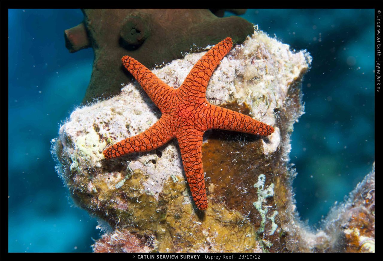 An orange starfish clings to the coral of the Osprey Reef.